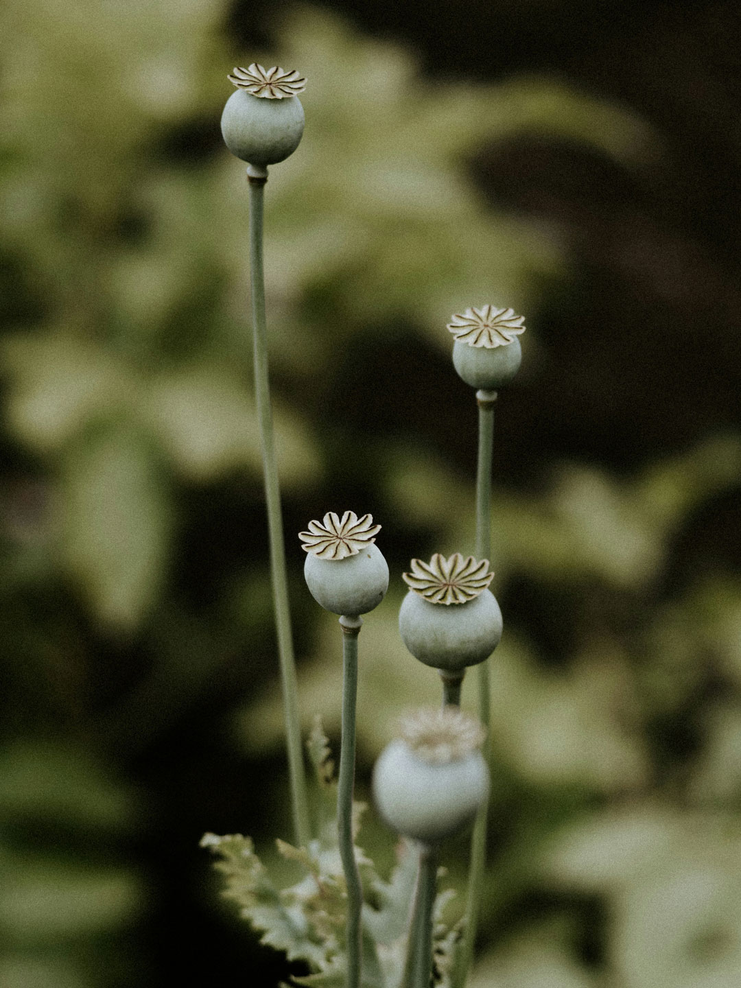 Naturfotografie mit Mohnkapseln für die Ölmanufaktur Mrs. Tüt, Teil des Markenauftritts